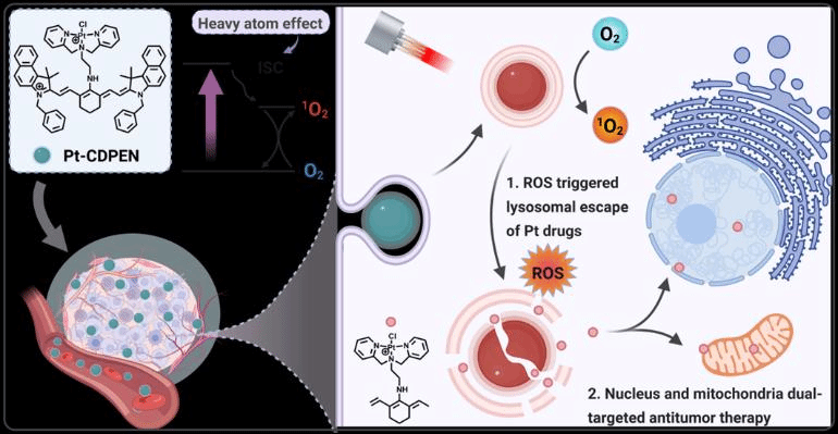 医学部林静教授团队在Nature Index期刊Chemical Science发表铂类抗肿瘤药物协同治疗研究成果-深圳大学科学技术发展研究院